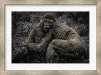 Gorillas 2 Fine Art Print