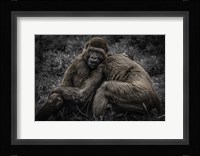 Gorillas 2 Fine Art Print