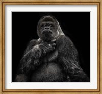 The Male Gorilla 2 Black Fine Art Print