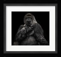 The Male Gorilla 2 Black Fine Art Print