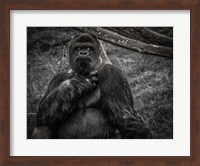 The Male Gorilla 2 Black Fine Art Print