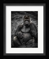 The Male Gorilla 3 Fine Art Print