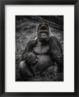 The Male Gorilla 3 Fine Art Print