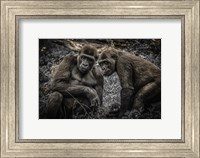 Gorillas 3 Fine Art Print