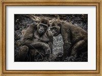 Gorillas 3 Fine Art Print