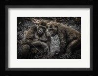 Gorillas 3 Fine Art Print