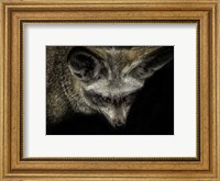 Cute Fox with Big Ears Fine Art Print