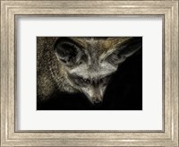 Cute Fox with Big Ears Fine Art Print