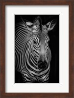 Zebra 3 Black & White Fine Art Print