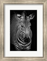 Zebra 3 Black & White Fine Art Print