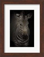Zebra 3 Fine Art Print