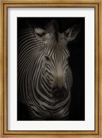 Zebra 3 Fine Art Print