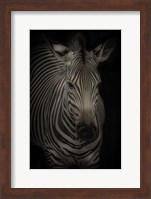 Zebra 3 Fine Art Print