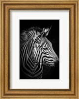 Zebra 4 Black & White Fine Art Print