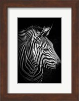 Zebra 4 Black & White Fine Art Print