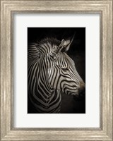 Zebra 4 Fine Art Print