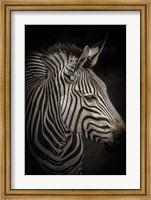 Zebra 4 Fine Art Print