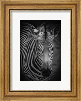Zebra 5 Black & White Fine Art Print