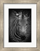 Zebra 5 Black & White Fine Art Print