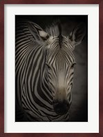 Zebra 5 Fine Art Print