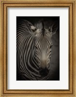 Zebra 5 Fine Art Print