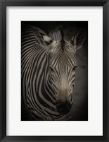 Zebra 5 Fine Art Print