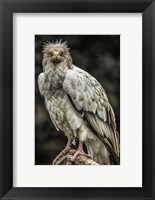 White Vulture Fine Art Print