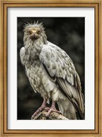 White Vulture Fine Art Print