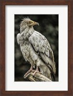 White Vulture 2 Fine Art Print