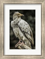 White Vulture 2 Fine Art Print