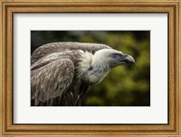 Vulture 3 Fine Art Print