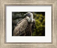 Vulture 4 Fine Art Print