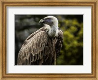 Vulture 4 Fine Art Print