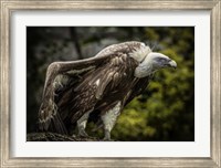 Vulture 5 Fine Art Print