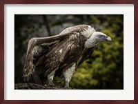 Vulture 5 Fine Art Print