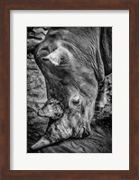 Male Rhino Black & White Fine Art Print