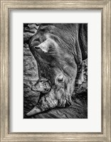Male Rhino Black & White Fine Art Print