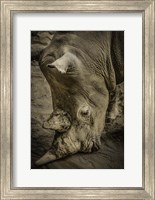 Male Rhino Fine Art Print