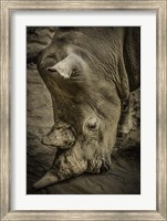 Male Rhino Fine Art Print