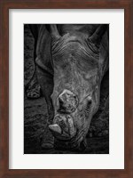 Male Rhino 2 Black & White Fine Art Print