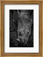 Male Rhino 2 Black & White Fine Art Print