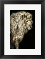 Big Male Lion Fine Art Print