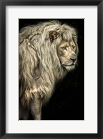 Big Male Lion Fine Art Print
