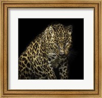 Angry Jaguar Fine Art Print