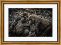 Gorillas 4 Fine Art Print