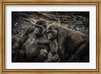 Gorillas 4 Fine Art Print