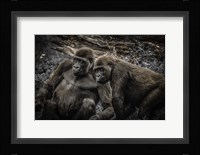 Gorillas 4 Fine Art Print