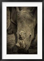 Male Rhino 2 Fine Art Print