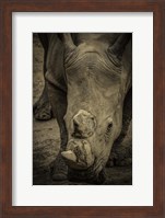 Male Rhino 2 Fine Art Print