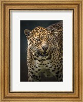 Angry Jaguar 2 Fine Art Print